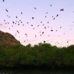 Kalong Island Komodo