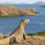 Komodo Island Tour