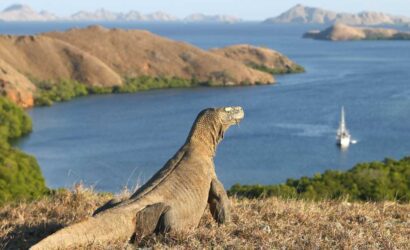 Komodo Island Tour