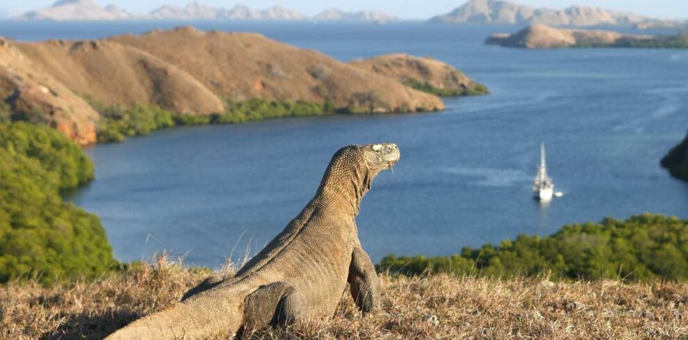 Komodo Island Tour