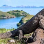 Rinca Island Komodo