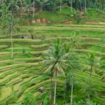 Tegalalang Rice Field Bali